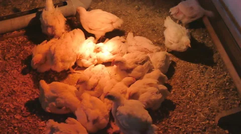 Chickens broilers. Funny timelapse of chickens life Stock Footage 63318843