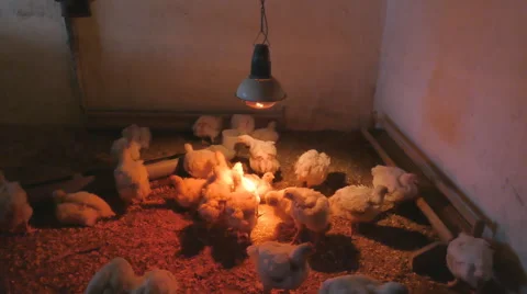 Chickens broilers. Funny timelapse of chickens life Stock Footage 63337011