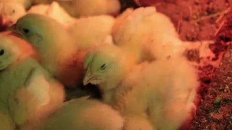 Chickens in the brooder box Stock-Footage 10834860