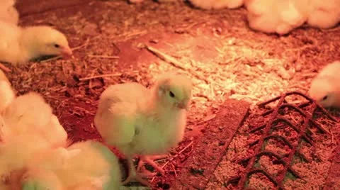 Chickens in the brooder Stock Footage 10834855