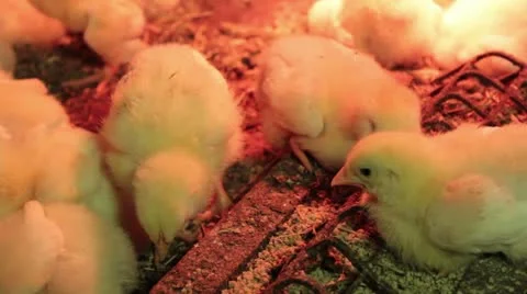 Chickens in the brooder Stock Footage 10834867
