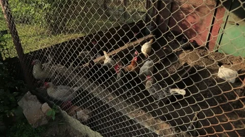 CHICKENS IN A CAGE 2 Stock Footage 158049538