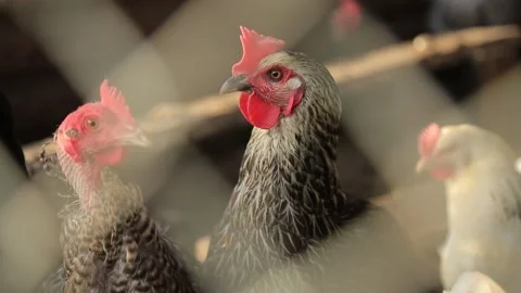CHICKENS IN A CAGE 3 Stock Footage 158049589