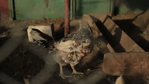 CHICKENS IN A CAGE 4 Stock Footage 158049544