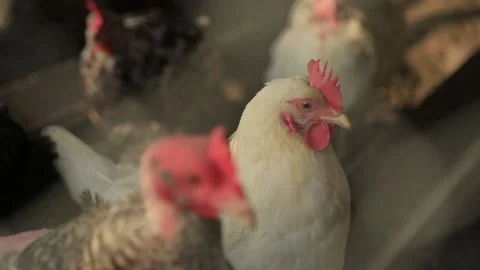 CHICKENS IN A CAGE 5 Stock Footage 158049643