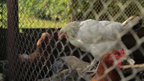 CHICKENS IN A CAGE 6 Stock Footage 158049652
