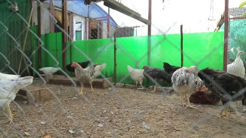 CHICKENS IN A CAGE 7 Stock Footage 158049666