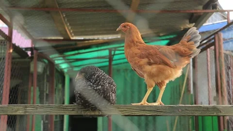 CHICKENS IN A CAGE 8 Stock Footage 158049653
