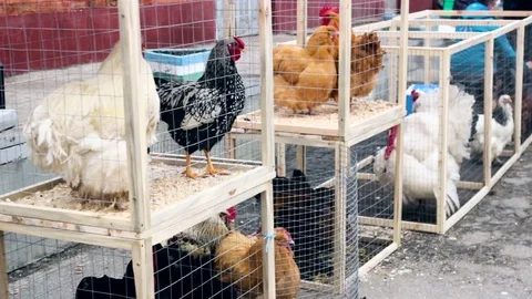 Chickens in cage on farm Видео 70731056