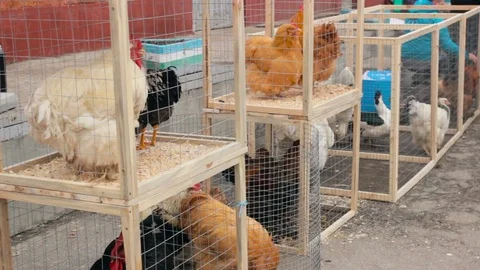 Chickens in cage on farm Stock Footage 73770089