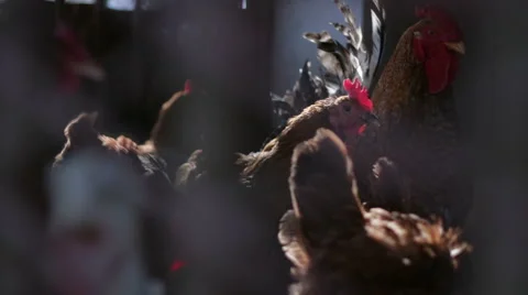 Chickens in cage Stock Footage 1106818