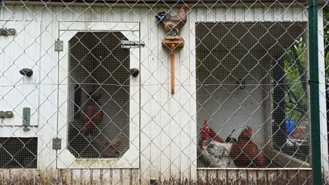 Chickens in the cage Stock Footage 141712330