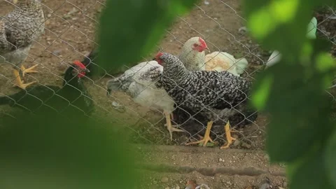 CHICKENS IN A CAGE Stock Footage 158026857