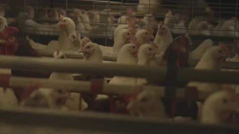 Chickens In A Cage Inside Chicken Farm Stock Footage 231500624