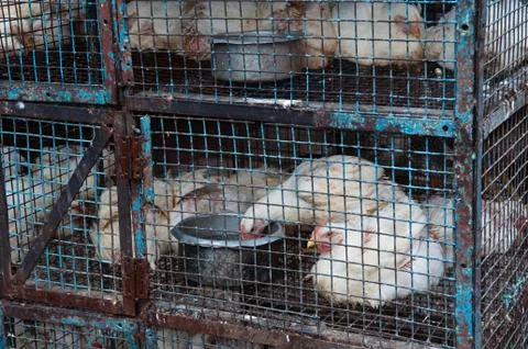 Chickens in a cage Foto stock