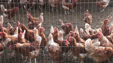 Chickens in a caged pen Stock Footage 941522