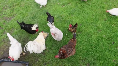 Chickens in cages on a free-range farm. Clean, spacious areas allow them to.. Video stock 277824345