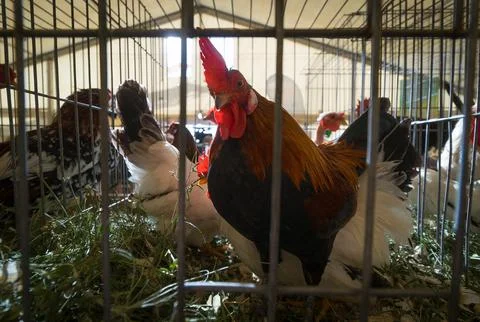 Chickens in cages Foto stock