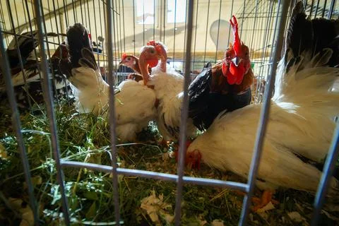 Chickens in cages 库存照片