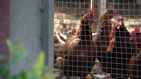 Chickens in the chicken coop Stock Footage 21553718