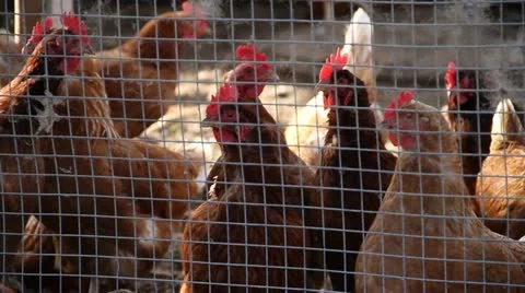 Chickens in chicken coop Stock Footage 21554429