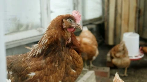 Chickens in a chicken coop Stock Footage 75715527