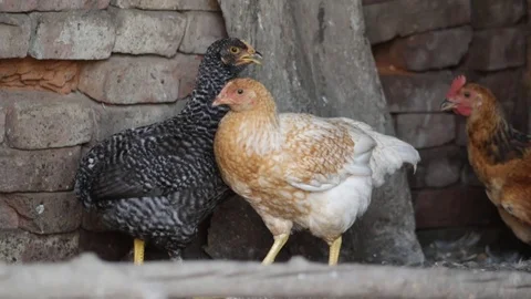 Chickens in the chicken coop Stock Footage 79752878