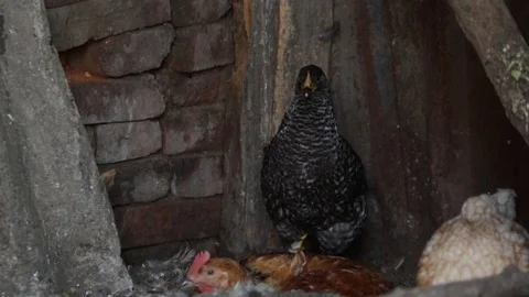 Chickens in the chicken coop 库存影片 79752961