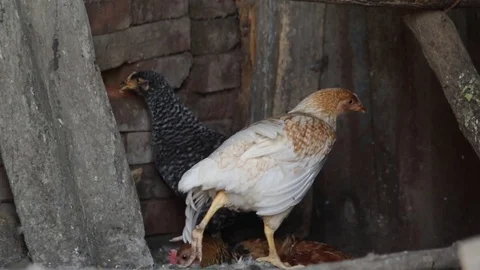 Chickens in the chicken coop Stock Footage 79752986