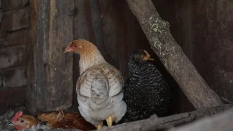 Chickens in the chicken coop Stock Footage 79753053