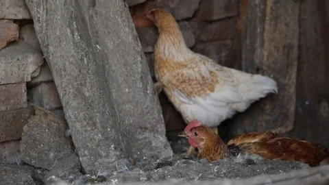 Chickens in the chicken coop 库存影片 79753629