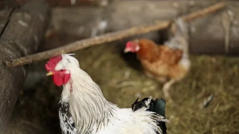 Chickens in the chicken coop Video stock 93681922