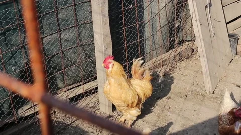 Chickens in a chicken coop Stock Footage 141377622
