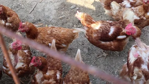 Chickens in a chicken coop Stock Footage 141377780