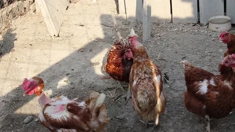 Chickens in a chicken coop Stock Footage 141377895