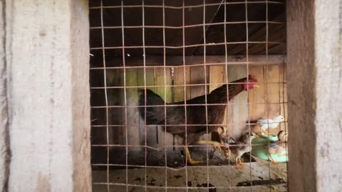 Chickens in a chicken coop Stock Footage 303160320