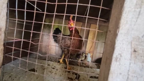 Chickens in a chicken coop Stock Footage 303161922