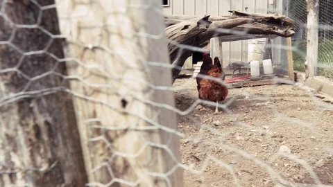 Chickens in a chicken coup Stock Footage 95997257