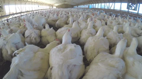 Chickens in Chicken House. 動画素材 47746830