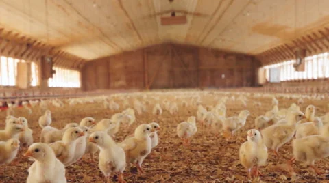 Chickens in Chicken House. Stock Footage 48433982