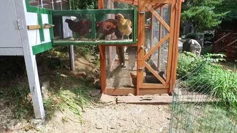 Chickens in a Chicken Pen Stock-Footage 79405561