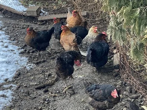 Chickens in the chicken yard Stockfoto's