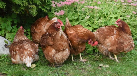 Chickens clean feathers Video stock 68102022