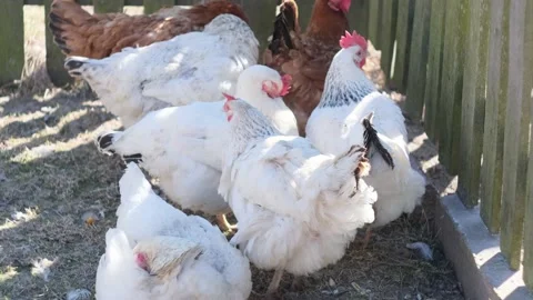 Chickens clean their feathers. Stock Footage 196810959