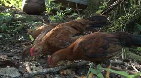 Chickens Close Up Stock Footage