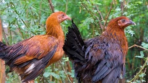 Chickens. Close up video of two beautiful chickens. Chickens close up. 스톡 동영상 254908068