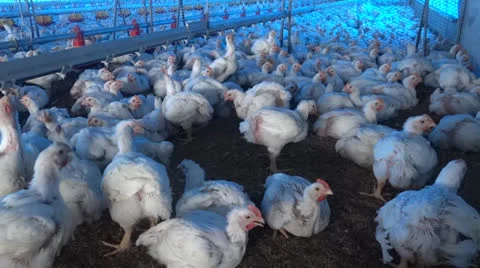 Chickens closeup Stock-Footage 23578036