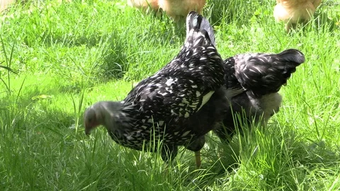 Chickens closeup in the grass Stock Footage 114582931
