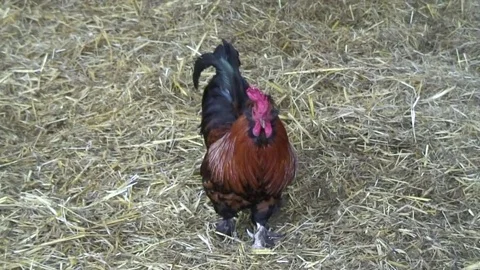 Chickens Cockerel in barn 1 Video stock 76260333