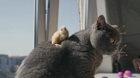 Chickens with colored Easter eggs on the table Stock Footage 185739559